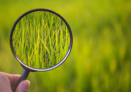 Lawn insects and how to identify them